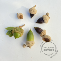 acorns-1668040242.jpg