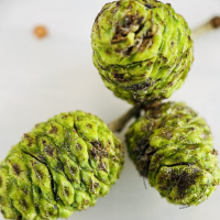 alder-cones-round2.jpg