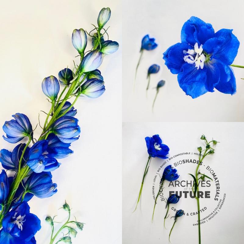 delphinium-2.jpg