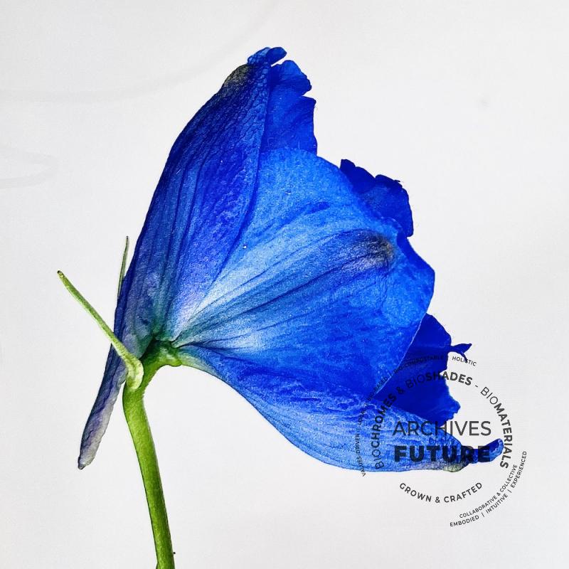 delphinium-flower.jpg