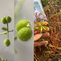 galium-aparine.jpg