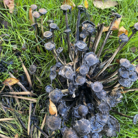 ink-cap-mushroom.jpg