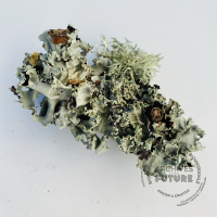 lichens-3.jpg