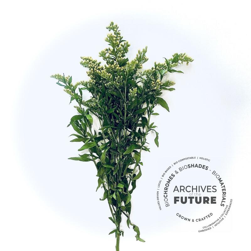 solidago.jpg