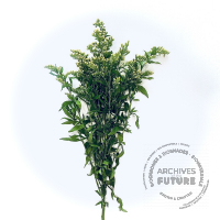 solidago.jpg