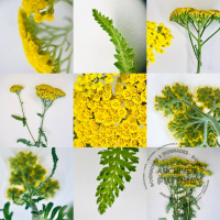 yarrow-achillea.jpg