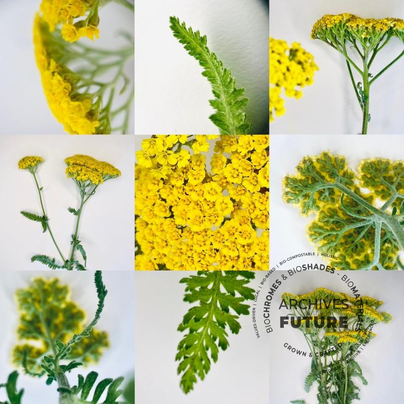 yarrow-achillea.jpg